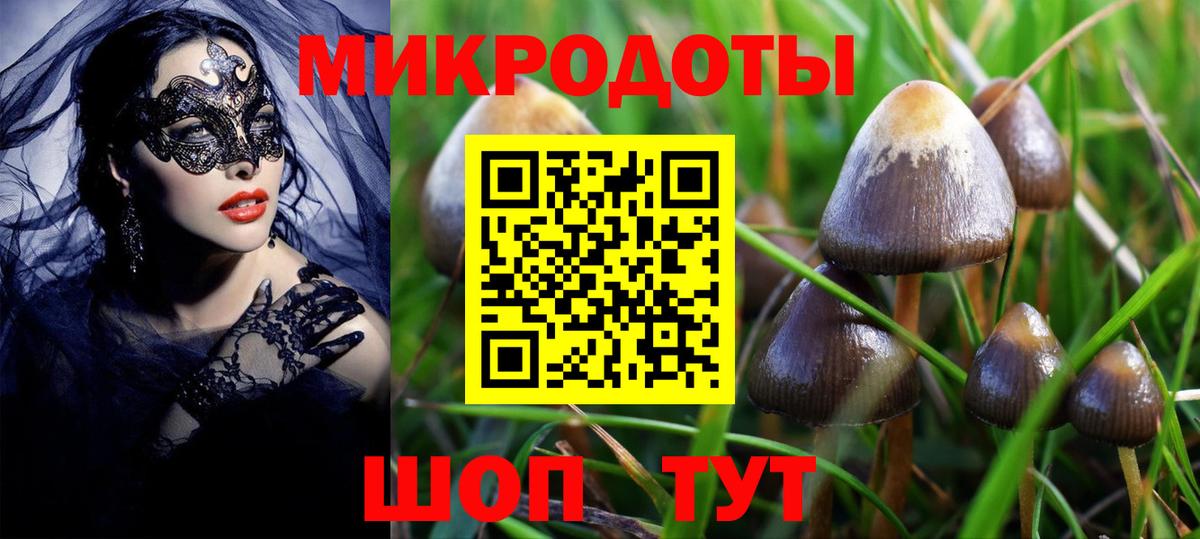 Псилоцибиновые грибы Psilocybe  Мурино 